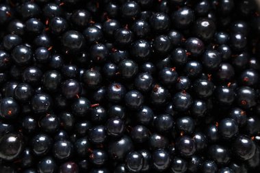 Arka plan olarak taze siyah kuş üzümü dokusu