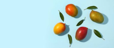 Açık mavi zemin üzerinde taze olgun mangolar metin için boşluk ile