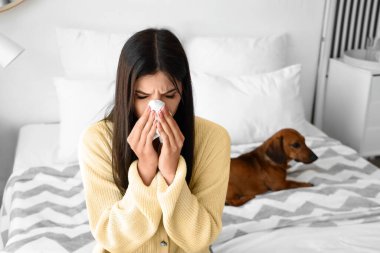 Yatak odasında dachshund köpeği hapşıran alerjisi olan genç bir kadın.