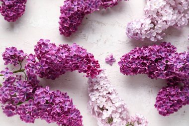 Beyaz desenli arka planda güzel kokulu leylak çiçekleri