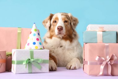Şirin Avustralyalı çoban köpeği hediye kutularıyla ve parti şapkasıyla mavi arka plandaki masada doğum gününü kutluyor.