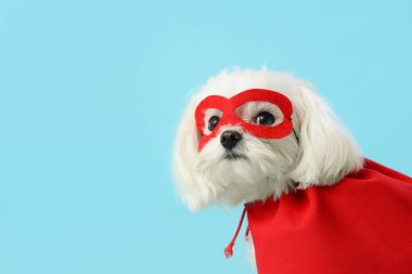 Mavi arka planda süper kahraman kostümlü şirin bir köpek.