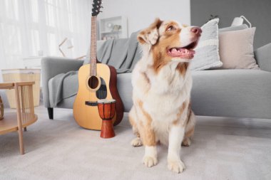 Cute Australian Shepherd dog with guitar and drum at home
