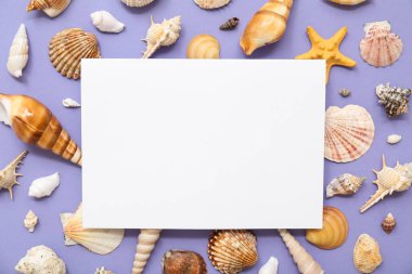 Birçok farklı deniz kabuğu ve eflatun arkaplanda boş bir kart.