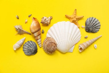 Sarı arka planda birçok farklı deniz kabuğu
