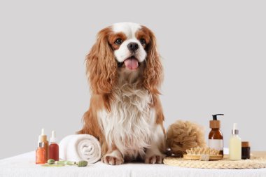 Yakışıklı süvari Kral Charles kozmetik ürünleri ve masaj aletleriyle gri arka planda oturuyor.