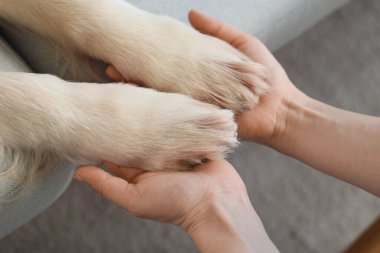 Sahibi elinde şirin köpek patileri tutuyor, yakın plan.