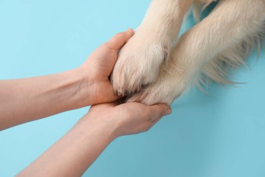 Mavi arka planda sevimli köpeğin patilerini tutan sahibi