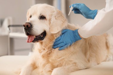 Doktor, klinikteki köpek tüyü üzerinde nokta pire ilacı uyguluyor.