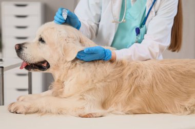 Antiparazit damlaları ve köpek kliniğinde veteriner.