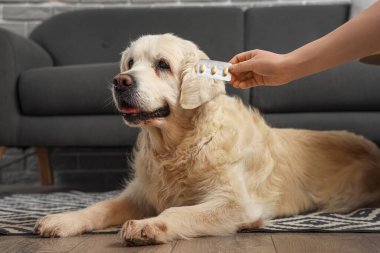 Köpekler için antiparazit hapları olan ev sahibinin eli.