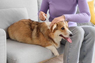 Sahibi evdeki köpek tüyüne nokta nokta pire ilacı uyguluyor.