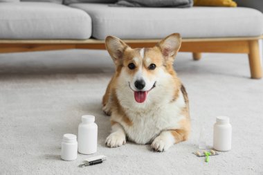 Evde asalak ilaçları olan Corgi köpeği.