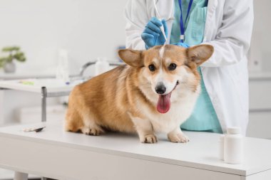 Doktor, klinikteki köpek tüyü üzerinde nokta pire ilacı uyguluyor.