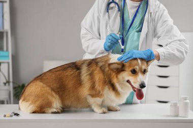 Doktor, klinikteki köpek tüyü üzerinde nokta pire ilacı uyguluyor.