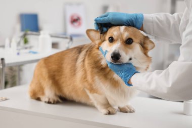 Klinikte köpeği ve kene çıkarıcısı olan bir doktor var.