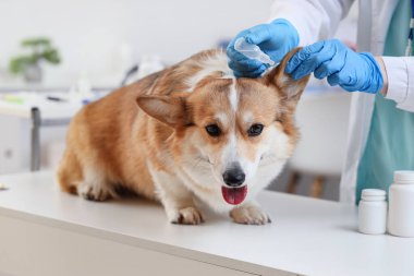 Veteriner klinikteki köpeğin kulağına antiparazit damlası koydu.