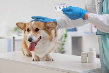 Klinikteki köpek için antiparazit hapları olan veteriner.