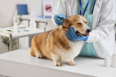 Klinikte köpeğin kulaklarını inceleyen veteriner.