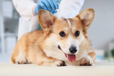 Doktor, klinikteki köpek tüyü üzerinde nokta pire ilacı uyguluyor.