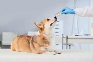Klinikteki köpek için antiparazit hapları olan veteriner.