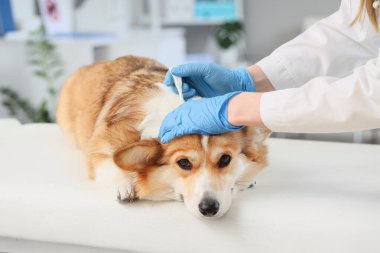 Doktor, klinikteki köpek tüyü üzerinde nokta pire ilacı uyguluyor.