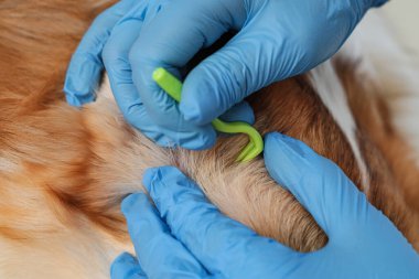 Klinikte köpeği ve kenesi olan doktor, yakın plan.