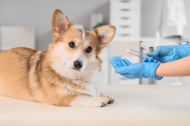 Klinikteki köpek için anti-parazit haplı veteriner.