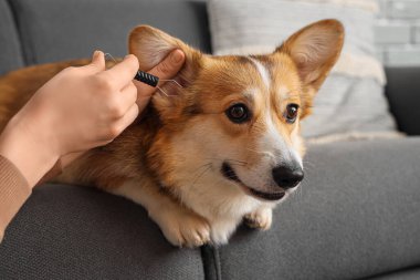 Evde köpek ve kene sökücü sahibi