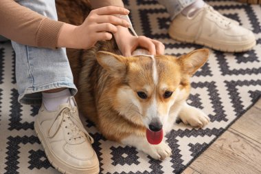 Sahibi evdeki köpek tüyüne nokta nokta pire ilacı uyguluyor.