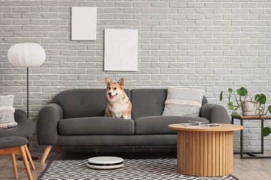 Kanepede tatlı Galli Corgi köpeği ve odada robot elektrikli süpürge.