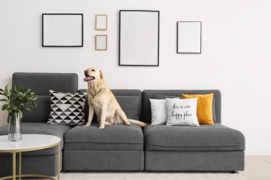 Evdeki kanepede oturan şirin Labrador köpeği.