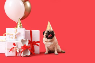 Kırmızı arka planda doğum günü şapkası, hediyeleri ve hava balonları olan sevimli pug köpeği.