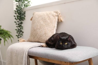 Cute black cat lying on bench near window in living room