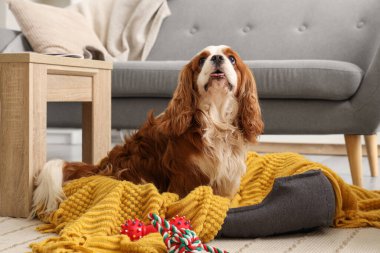 Sevimli şövalye Kral Charles spaniel evcil hayvan yatağında yatıyor.