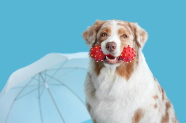 Fotoğraf stüdyosunda oyuncağı olan şirin Avustralya çoban köpeği, yakın plan.
