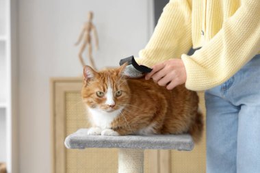 Evde güzel kedileri tırmalayan bir kadın, yakın plan.