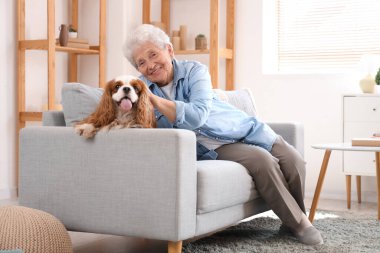 Hoş süvari Kral Charles Spaniel köpeğiyle evdeki kanepede oturan son sınıf öğrencisi kadın.