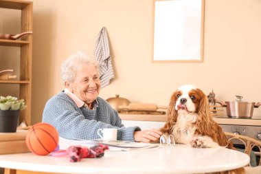 Üst düzey kadın yemek masasında yakışıklı şövalye Kral Charles spaniel köpeğiyle oturuyor.