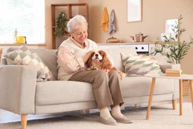 Hoş süvari Kral Charles Spaniel köpeğiyle evdeki kanepede oturan son sınıf öğrencisi kadın.