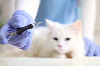 Veteriner veteriner veteriner veteriner veteriner kliniğinde kene sökücü ve kürk tutuyor.