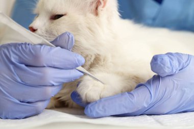 Veteriner cımbızla veteriner veteriner veteriner kliniğindeki kediden kene alıyor, yakın plan.