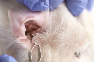 Veteriner ve kene sökücü veteriner veteriner veteriner veteriner kliniğinde paraziti temizliyor.