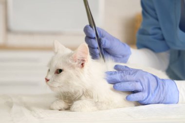 Veteriner ve kene sökücü veteriner veteriner veteriner kliniğindeki kediden parazit alıyor.