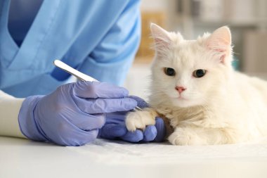 Veteriner cımbızla veteriner veteriner veteriner kliniğindeki kediden kene alıyor, yakın plan.