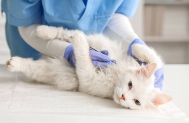 Cımbızlı veteriner veteriner veteriner veteriner kliniğinde kedinin karnındaki keneyi çıkarıyor.