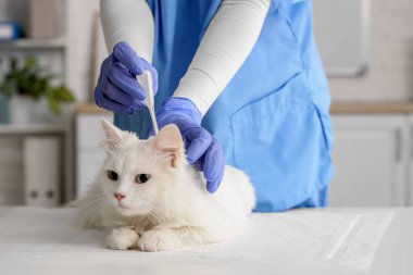 Veteriner veteriner veteriner veteriner kliniğinde kedinin boynuna parazit tedavisi uyguluyor.