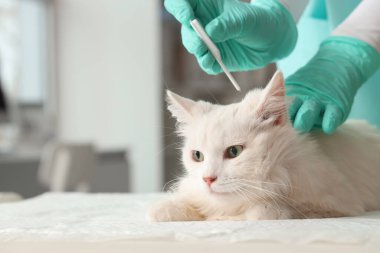 Veteriner veteriner veteriner veteriner kliniğinde kedinin boynuna parazit tedavisi uyguluyor.