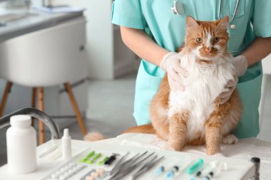 Veteriner veteriner veteriner kliniğinde kene arıyor.