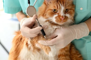 Veteriner ve kene sökücü veteriner veteriner veteriner veteriner kliniğinde parazit temizliyor.